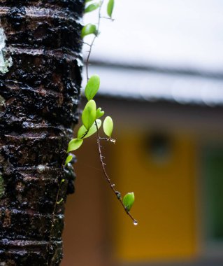 Ağaçtaki eğreltiotu yaprağını kapat 