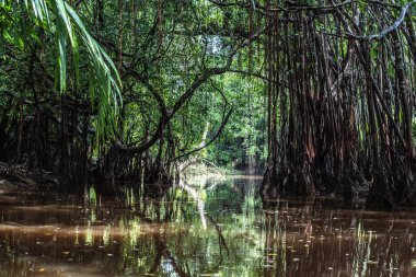 Sang Nae Kanalı Tayland 'daki Pang-nga' daki küçük Amazon. 