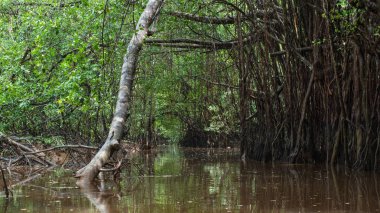 Sang Nae Kanalı Tayland 'daki Pang-nga' daki küçük Amazon. 