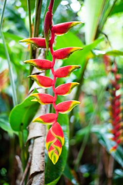 (Heliconia rostrata), Heliconia tropikal çiçeği