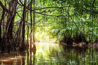 Sang Nae Kanalı Tayland 'daki Pang-nga' daki küçük Amazon. 
