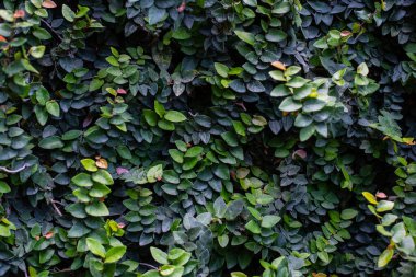 Yeşil yaprak dokusu. Yaprak dokusu arkaplanı 