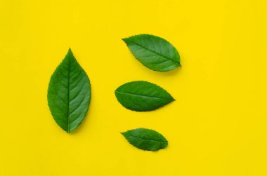 Yeşil yaprak dokusu. Yaprak dokusu arkaplanı 