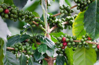 Kahve ağacında taze kiraz. 