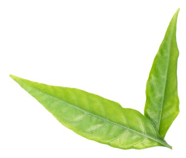 Beyaz arkaplanda taze yeşil yaprak