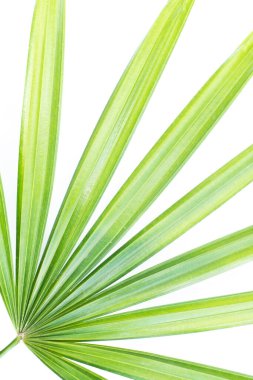 Beyaz arkaplanda taze yeşil yaprak