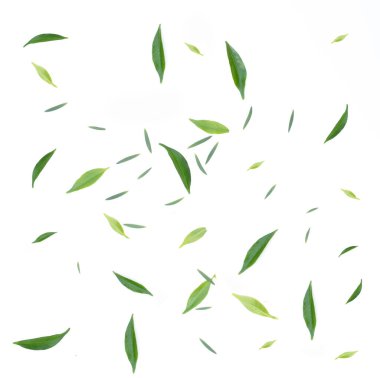 Beyaz arkaplanda taze yeşil yaprak