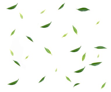 Beyaz arkaplanda taze yeşil yaprak