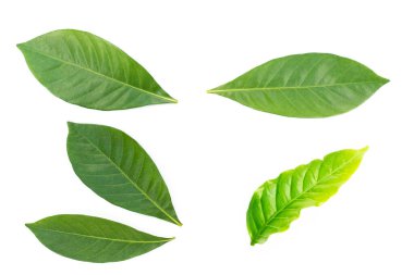 Beyaz arkaplanda taze yeşil yaprak