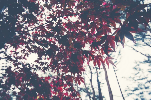 Otoño Colorido Hoja Arce Rojo — Foto de Stock