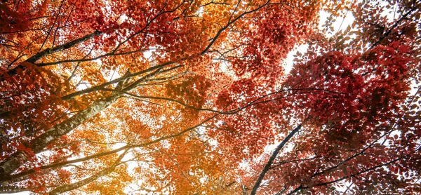 Feuille Érable Automne Nature Fond Frais — Photo