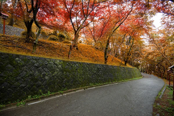 Outono Colorido Folha Bordo Vermelho — Fotografia de Stock