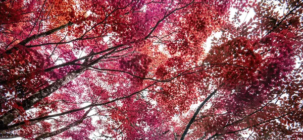 Herfst Esdoorn Blad Natuur Frisse Achtergrond — Stockfoto