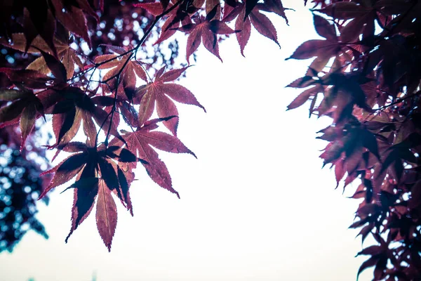 Otoño Colorido Hoja Arce Rojo — Foto de Stock