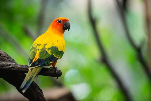 Krásný Papoušek Slunce Conure Větev Stromu — Stock fotografie