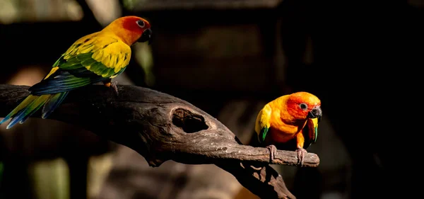 Красиві Папуга Папуга Сонця Гілка Дерева — стокове фото