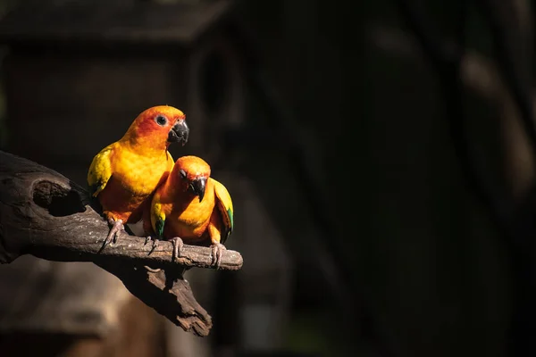 Krásný Papoušek Slunce Conure Větev Stromu — Stock fotografie