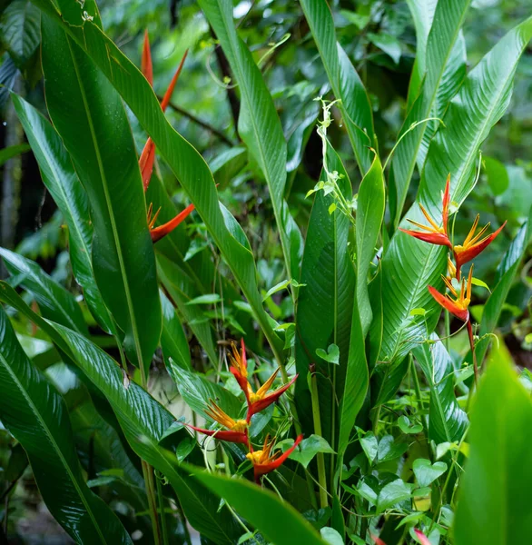 Haliconia Çiçeği Doğa Arka Planında — Stok fotoğraf