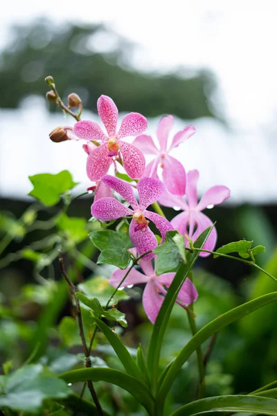 Sfondo Bianco Orchidea — Foto Stock