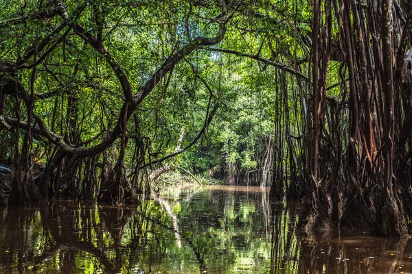 Sang Nae Kanalı Tayland Daki Pang Nga Daki Küçük Amazon — Stok fotoğraf