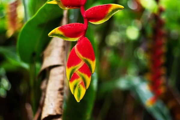 Aliconia Fiore Sfondo Verde Natura — Foto Stock