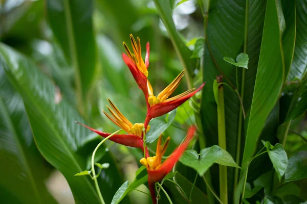 Haliconia Çiçeği Yeşil Doğal Arkaplanda — Stok fotoğraf