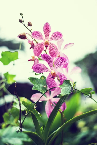 Belle Fleur Orchidée Avec Fond Naturel — Photo