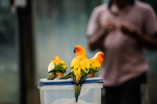 Krásný Papoušek Sun Conure Krabici Jídlem — Stock fotografie