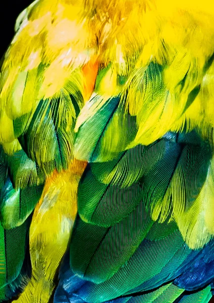 Detail Scarlet Macaw Peří Ostrých Detailech — Stock fotografie