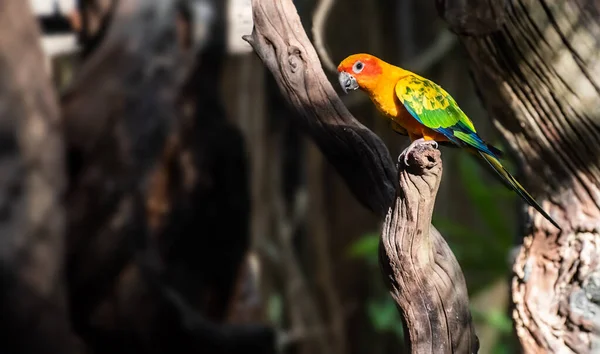Krásný Papoušek Slunce Conure Větev Stromu — Stock fotografie