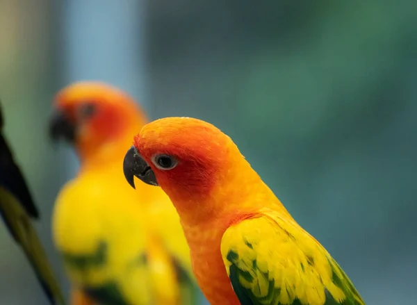 Krásný Papoušek Slunce Conure Větev Stromu — Stock fotografie