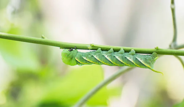 Raupe Großer Grüner Wurm Großer Grüner Wurm — Stockfoto