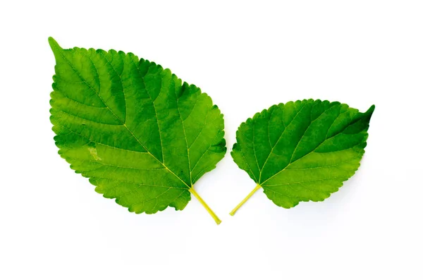 Groene Bladeren Geïsoleerd Een Witte Achtergrond — Stockfoto