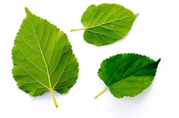 Grüne Blätter Auf Weißem Hintergrund — Stockfoto