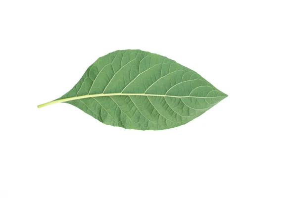 Fresh Green Leaf White Background — Stock Photo, Image