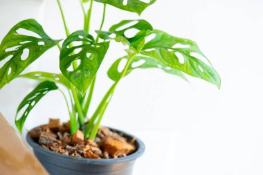 Pencere yaprağı, Monstera obqua in pot, Salondaki kapalı ağaç