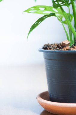 Pencere yaprağı, Monstera obqua in pot, Salondaki kapalı ağaç