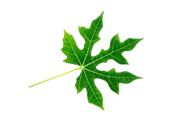 Yeşil yaprak dokusu. Yaprak dokusu arkaplan üst görünümü