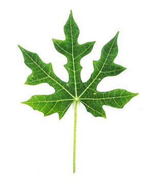 Yeşil yaprağın doğa görünümünü kapat 