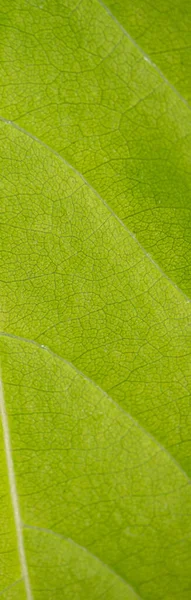 Árvore Textura Folha Verde Fechar Para Fundo — Fotografia de Stock