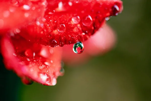 water drop on rose flower macro shot , nature background