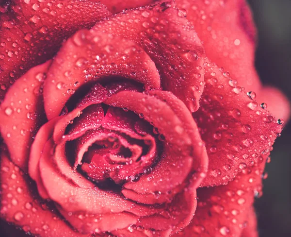 Rose Fleur Macro Shot Fond Nature — Photo