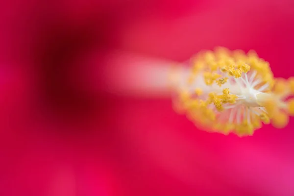 Macro Nature Shot Hibiscus Flower Blossom — Stock Photo, Image