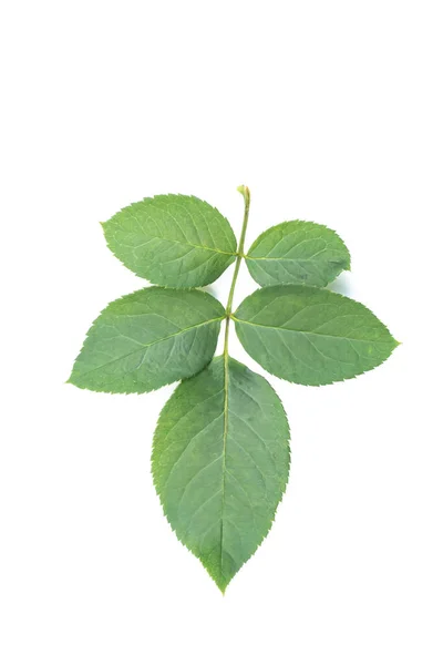 Groene Bladtextuur Bladtextuur Achtergrond Bovenaanzicht — Stockfoto