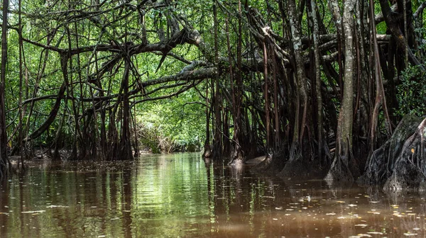 the little amazon in pang-nga in Sang Nae Canal thailand 