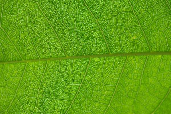 Texture Des Feuilles Vert Arbre Close Pour Fond Photos De Stock Libres De Droits