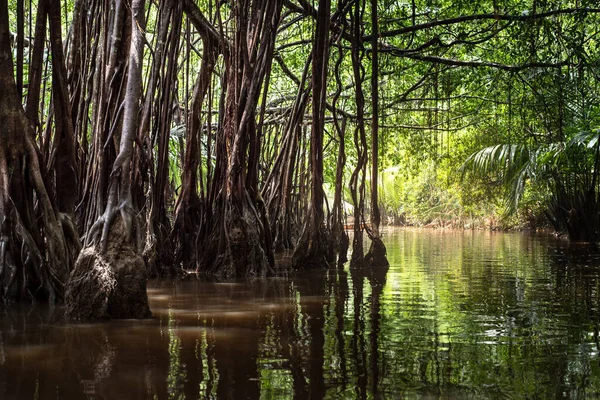 Petite Amazone Pang Nga Dans Canal Sang Nae Thaïlande Images De Stock Libres De Droits