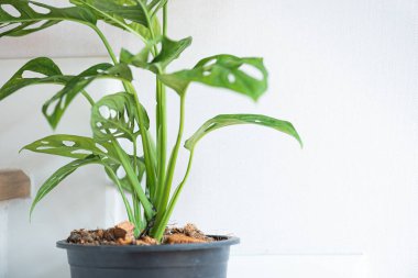 Pencere yaprağı, Monstera obqua in pot, Salondaki kapalı ağaç .