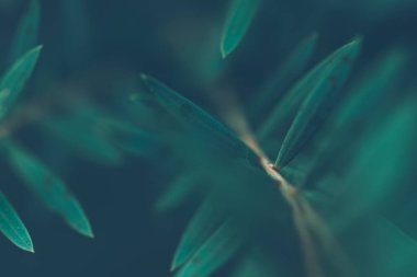 Arka planda doğal yeşil bitkiler manzarası, ekoloji, taze duvar kağıdı konsepti kullanılarak arka planda fotokopi alanı ile bahçedeki bulanık yeşillik arkaplan üzerindeki yeşil yaprağın yakın doğa görüntüsü.