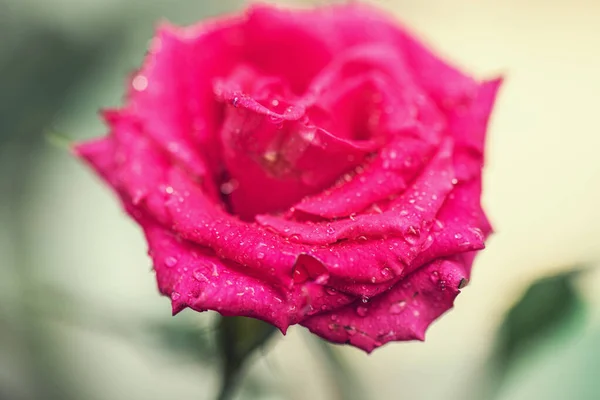 Rose Fleur Macro Shot Fond Nature — Photo